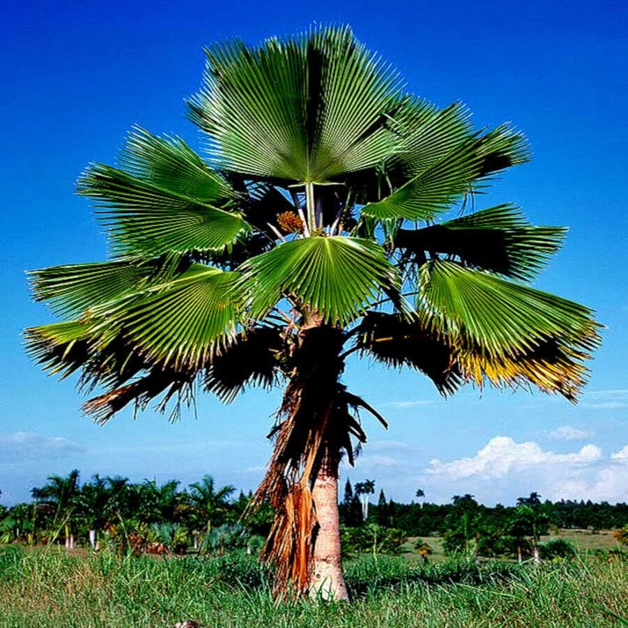 Palma Abanico - Vista 3